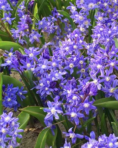 Chionodoxa sardensis.jpg